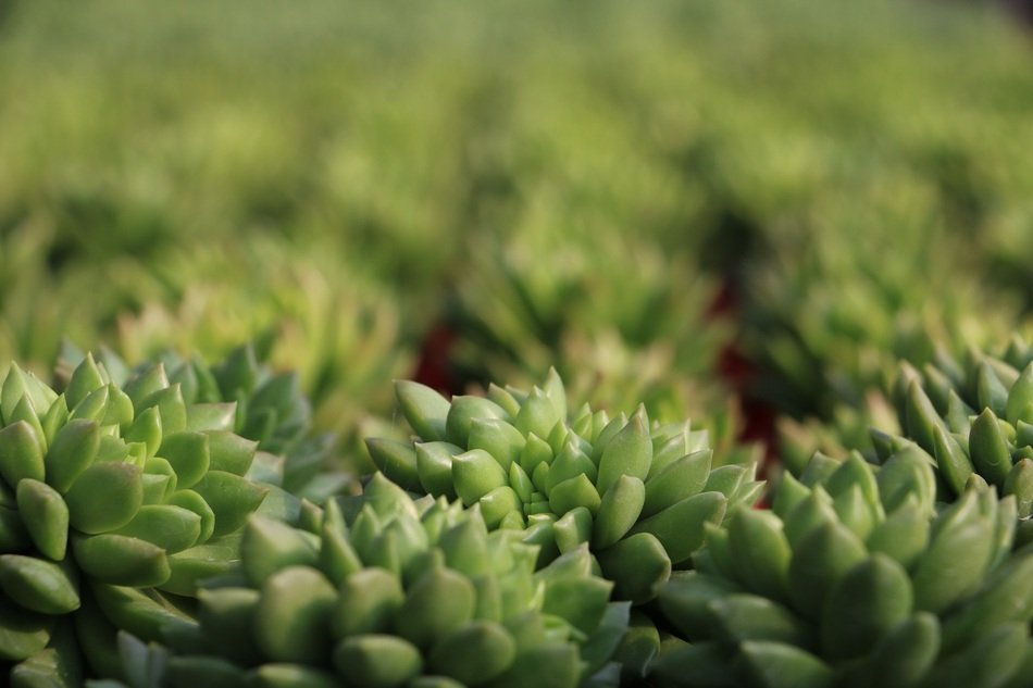 Succulent Plants The Fleshy