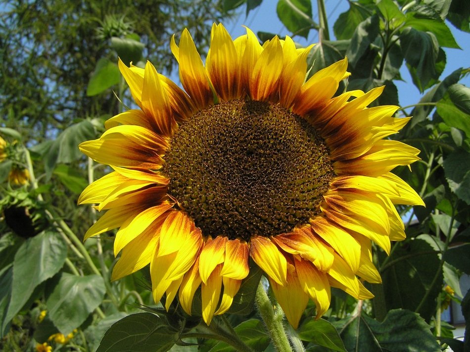 Sunflower Flower Blossomed