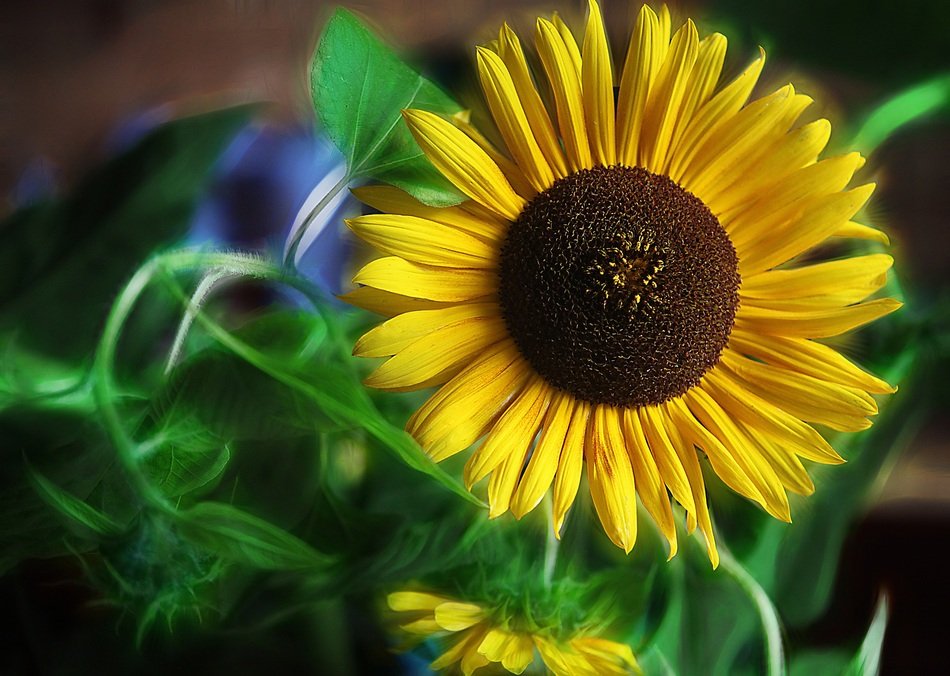 Sunflowers Flowers Yellow Flowers