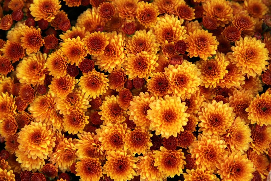 Chrysanthemum Flower Orange
