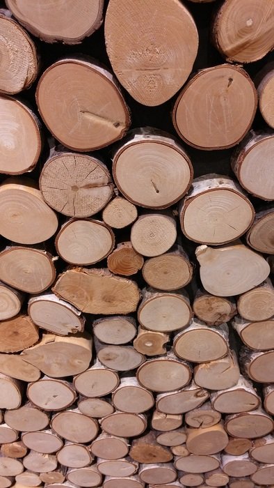 Wood Holzstapel Growing Stock