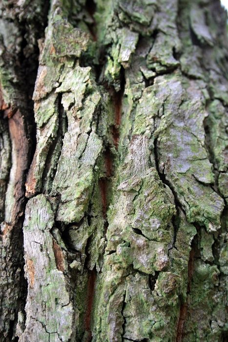 Tree Bark Bark Tree Trunk