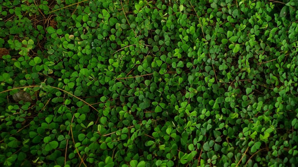 Small Green Leaves