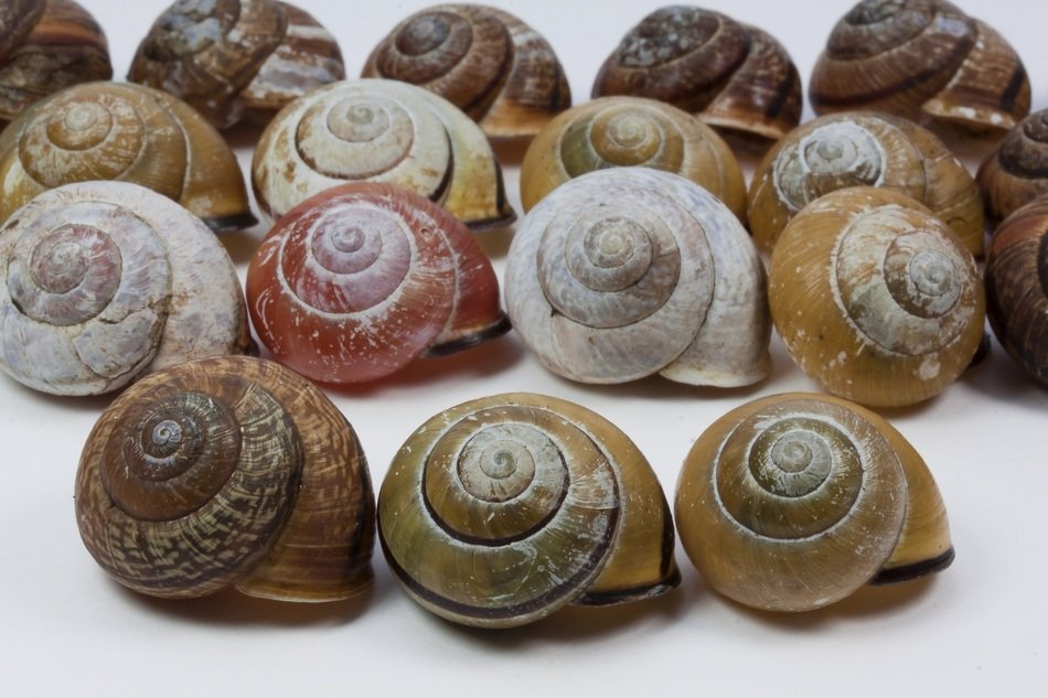 shells on the white background