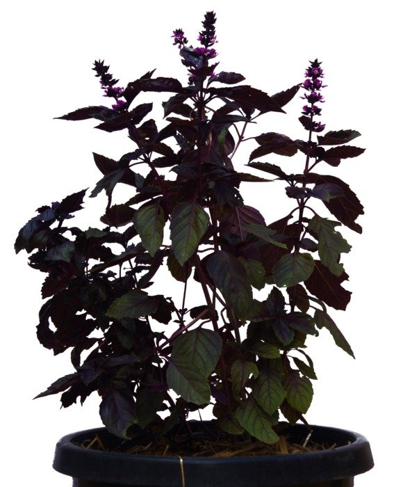 Plant Foliage Bush Isolated