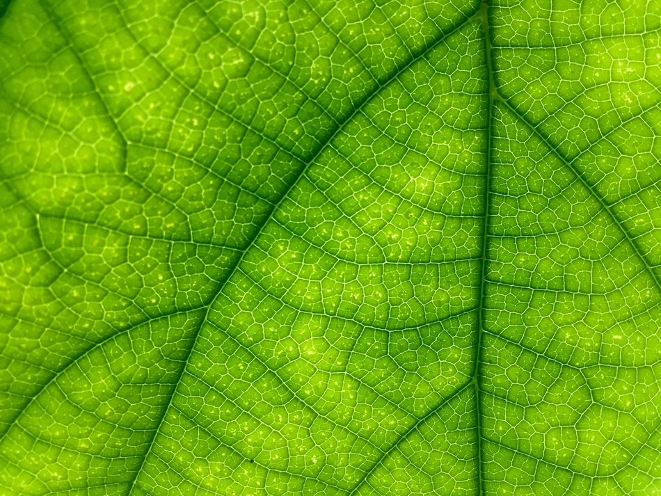 Leaf Green Close Up Macro