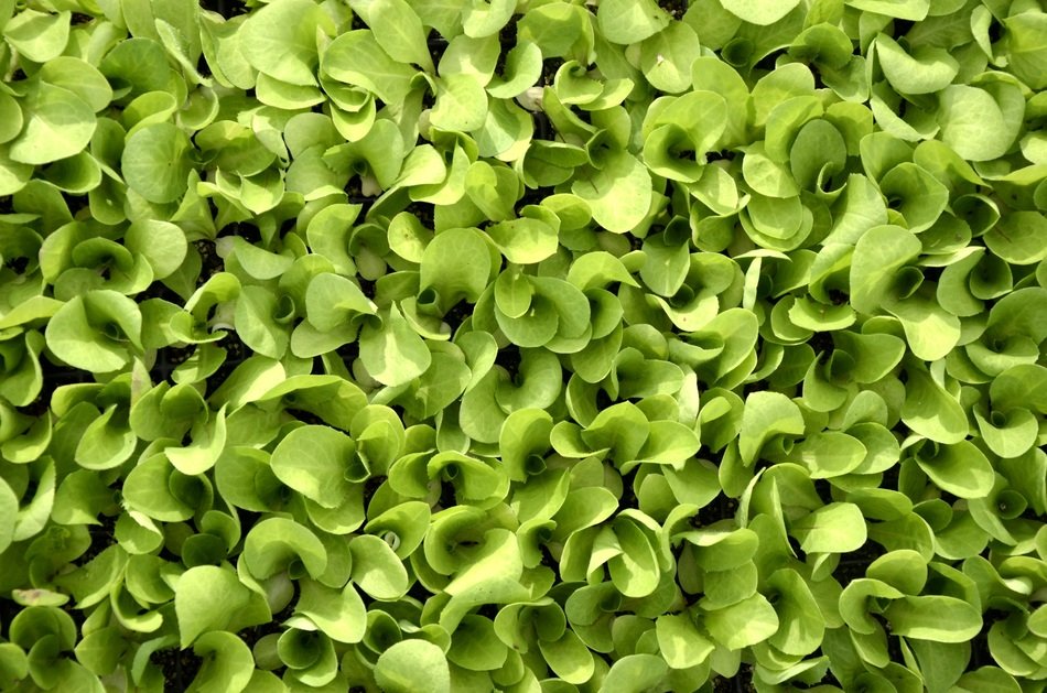 Texture Green Plant Lettuce