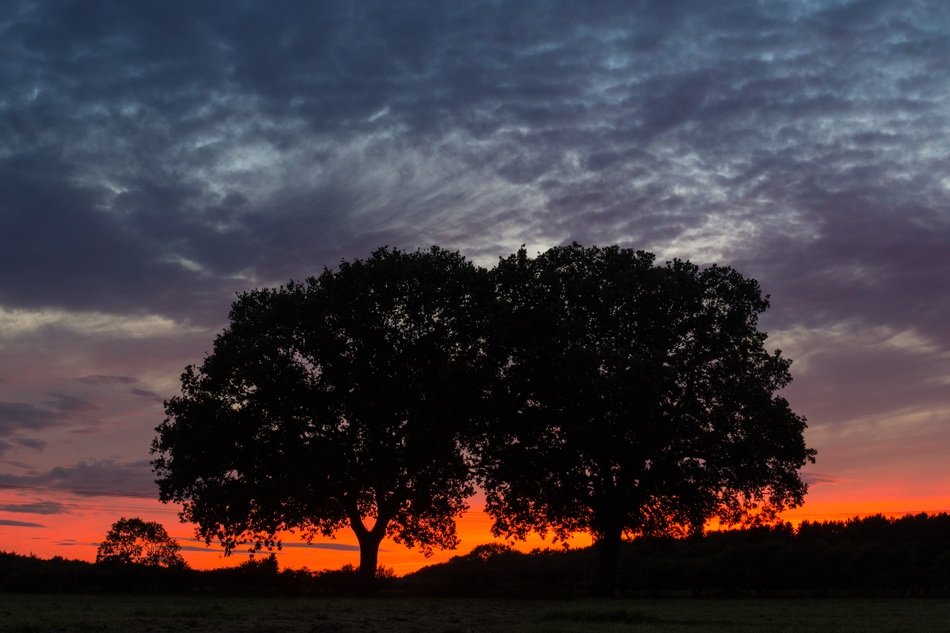 Trees Sky Red Burning Horizon