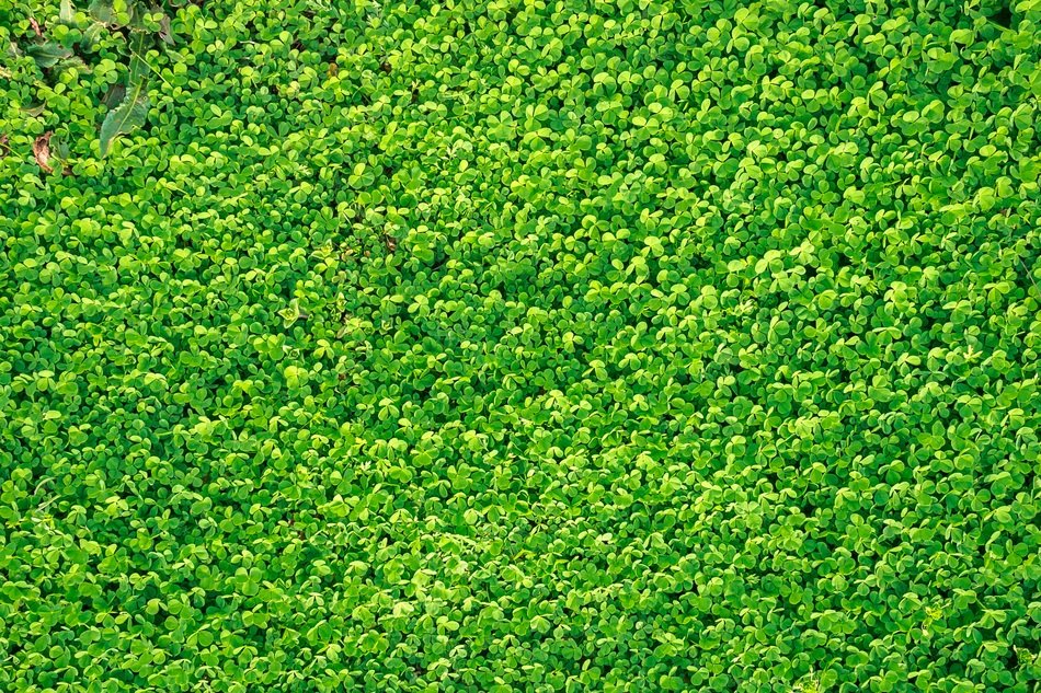 Shamrock Clover Grass Spring