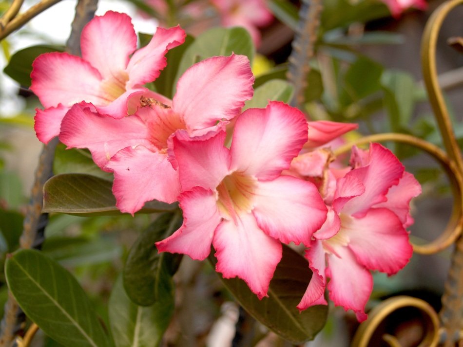 azalea flower with green leaves