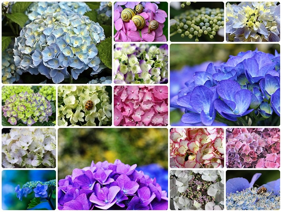 Hydrangeas Collage
