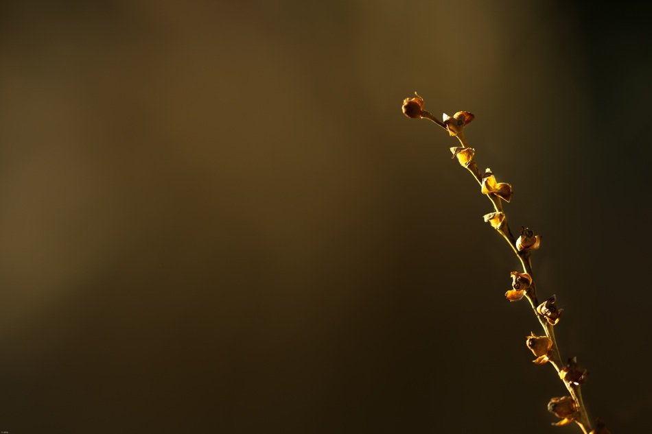 Detail Road Plant Branch Nature