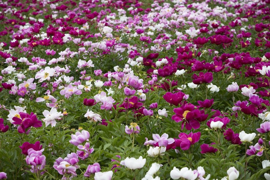 Peony Flowers Flowers