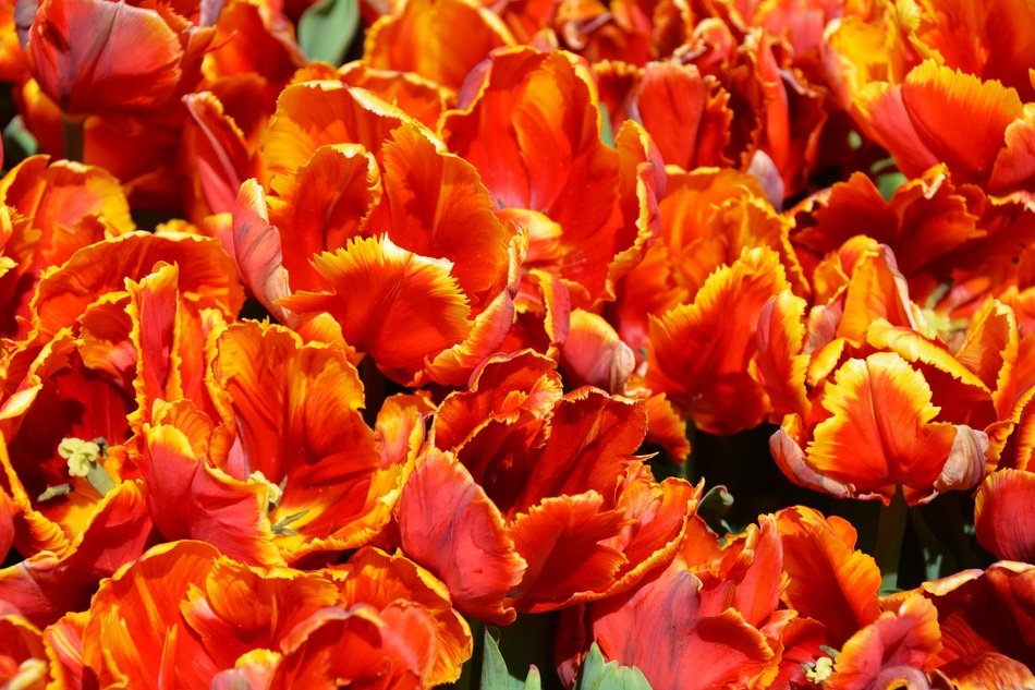 Tulips Orange Nature Spring
