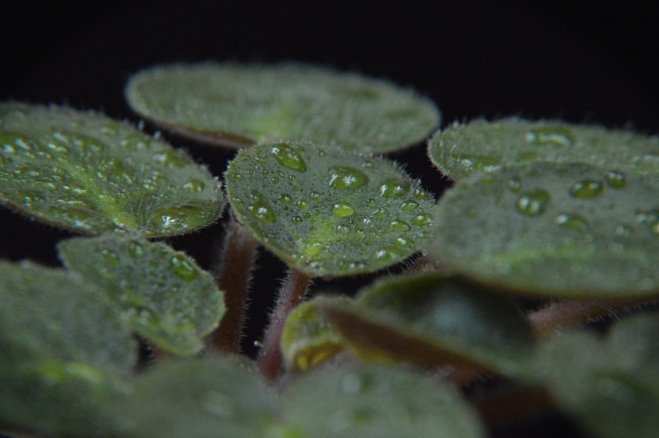 Leaf Rosa Drops Nature Wet