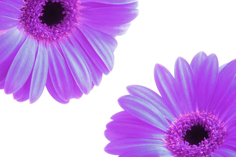 Flowers Petals Purple Spring