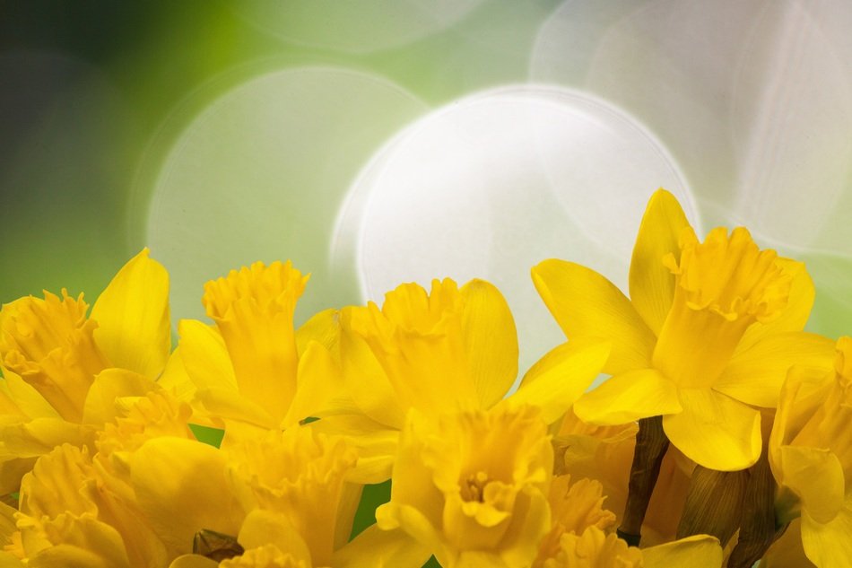 background with yellow daffodils