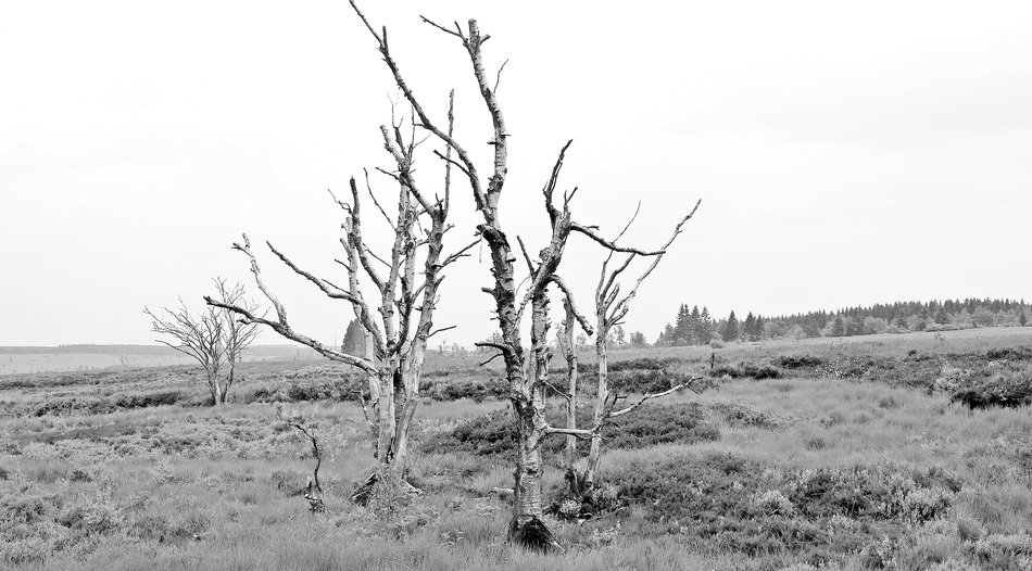 Trees High Venn Belgium Germany