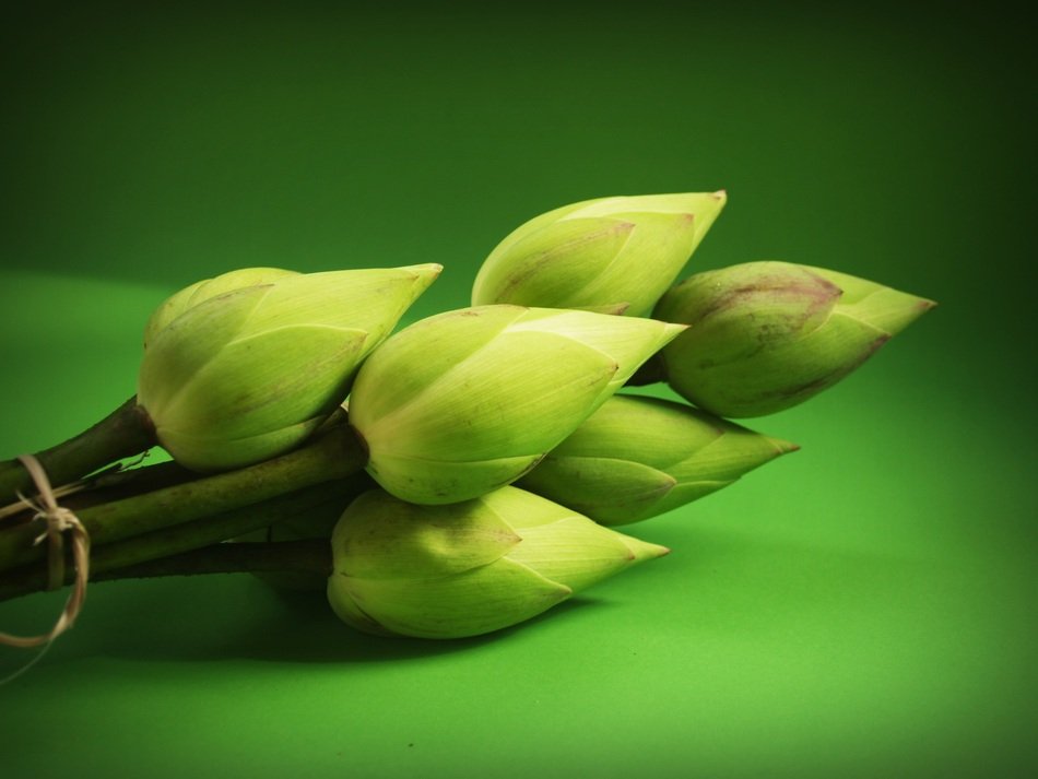 bunch of closed lotuses on the table