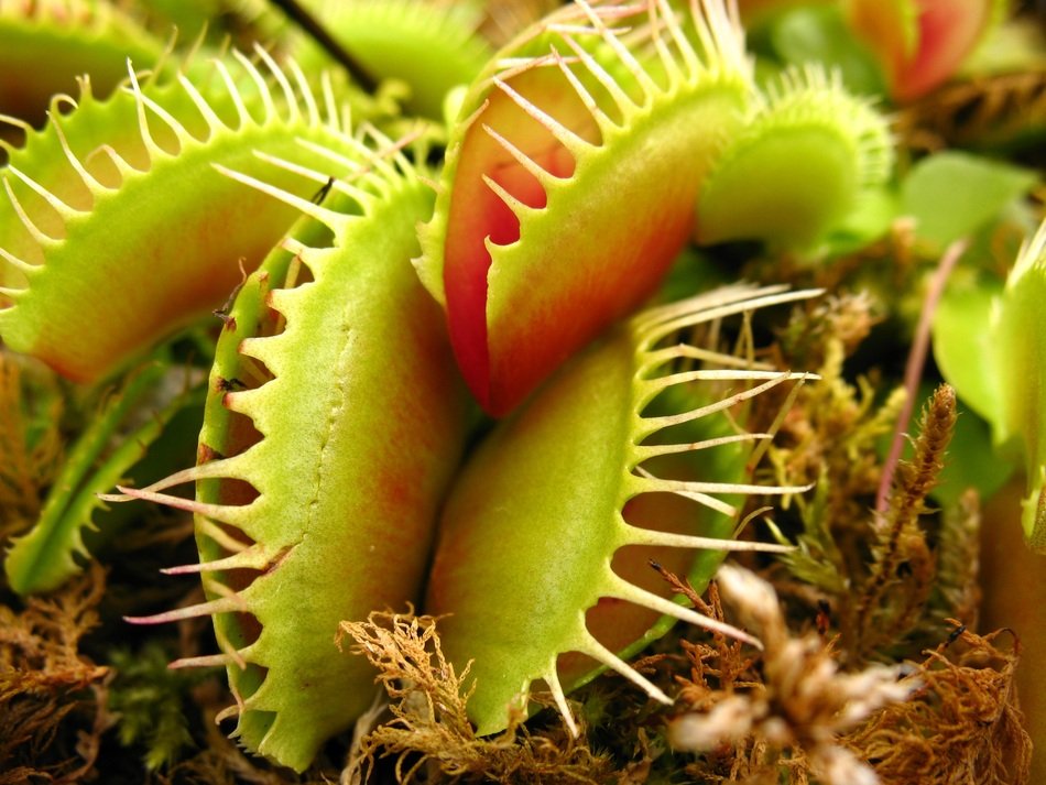 Carnivorous Plant Much&oacute;wka Plant