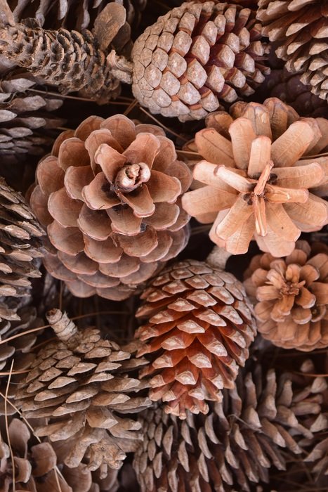 Tap Pine Cones Nature Pine