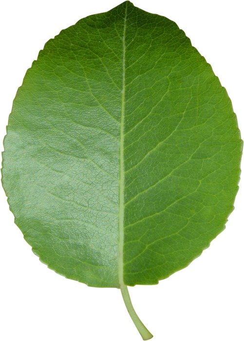 Leaf Cut Sheet