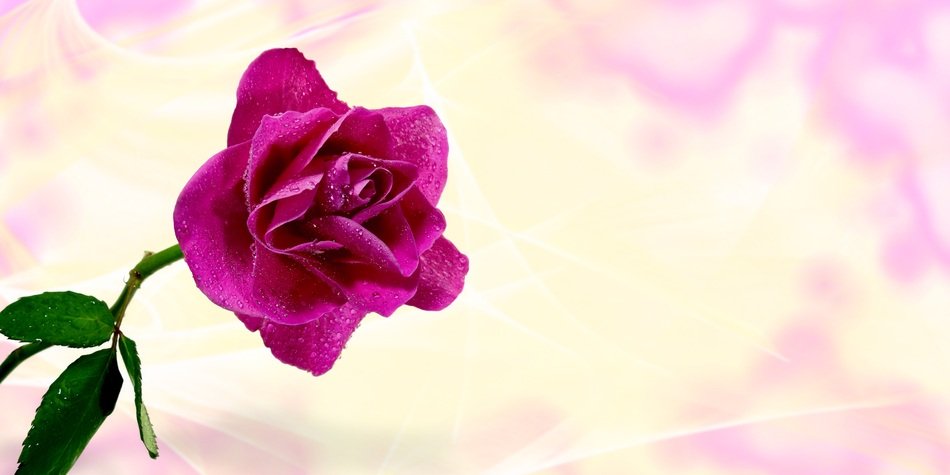 pink rose on a light background