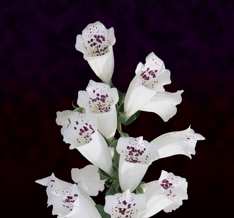 White Flowers Cluster Flowers