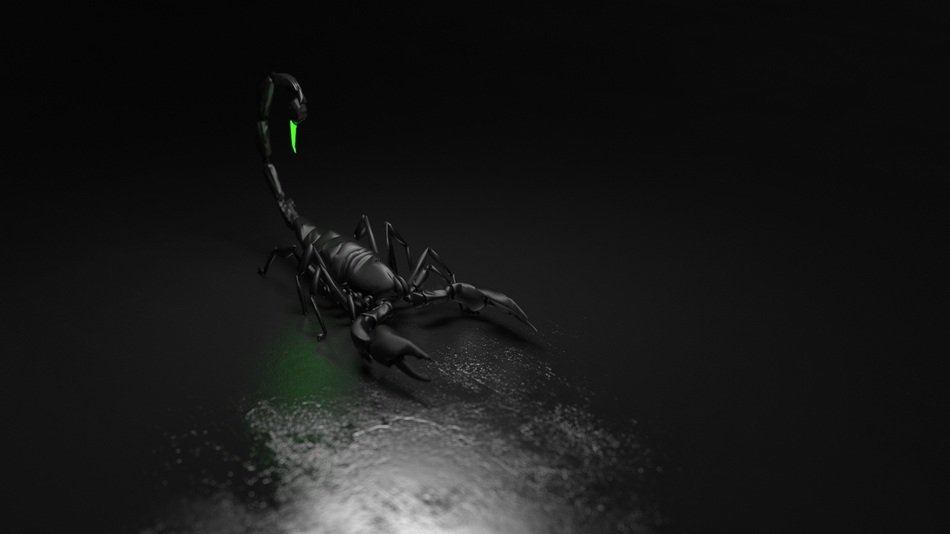 Scorpion Computer Graphics