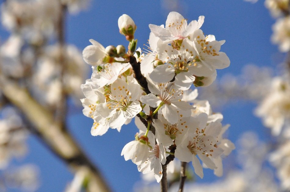 Flowers Cherry Plum Flowering