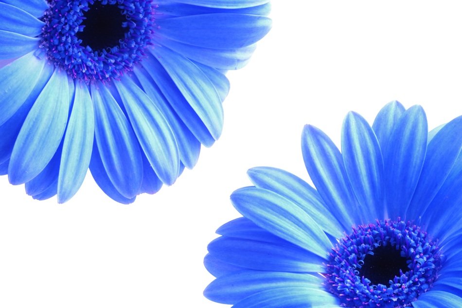 Flowers Petals Blue Spring