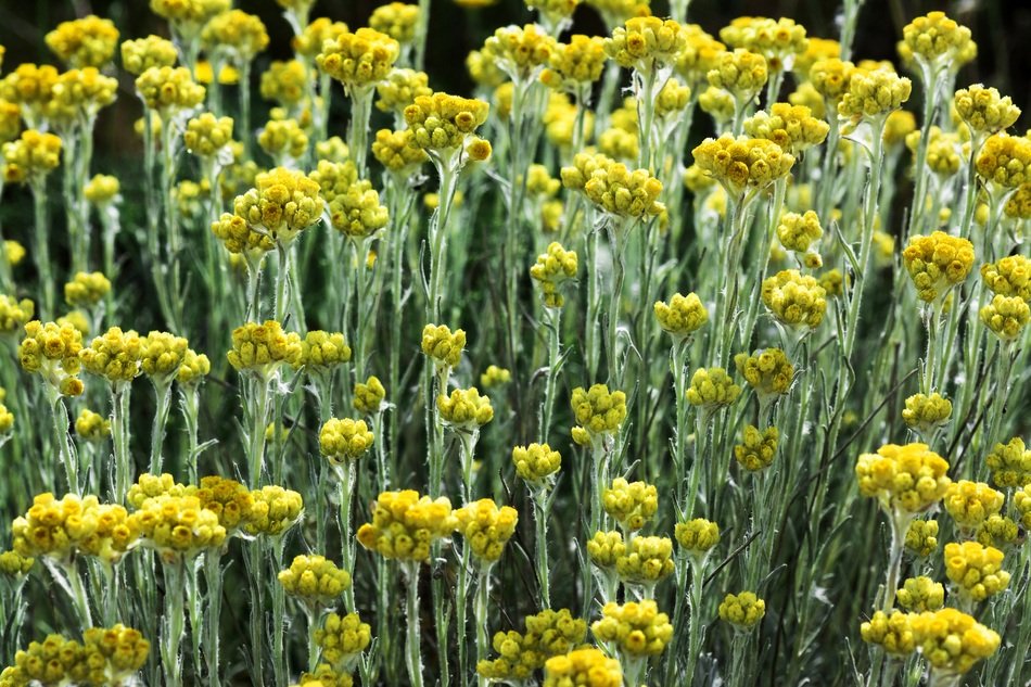 Flowers Color Outdoors Flower