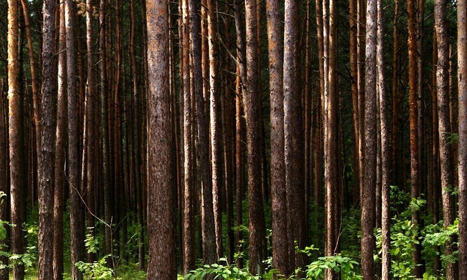 Tree Forest Nature View