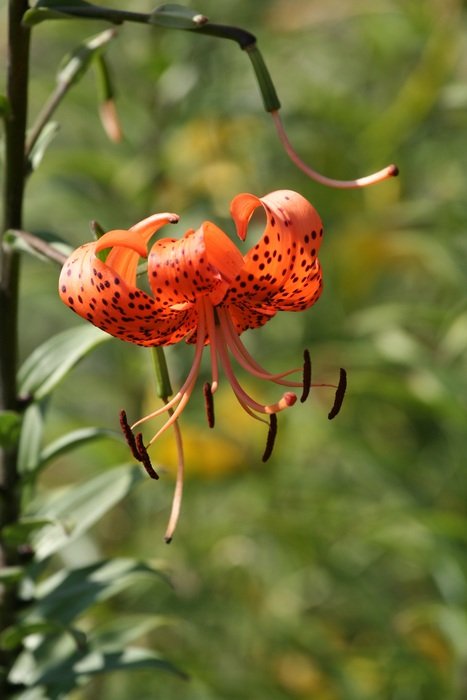 Tiger Lily Orange Flower