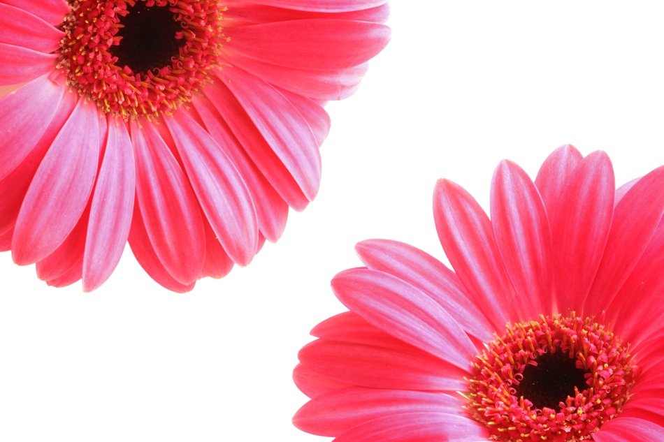 Flowers Petals Red Spring