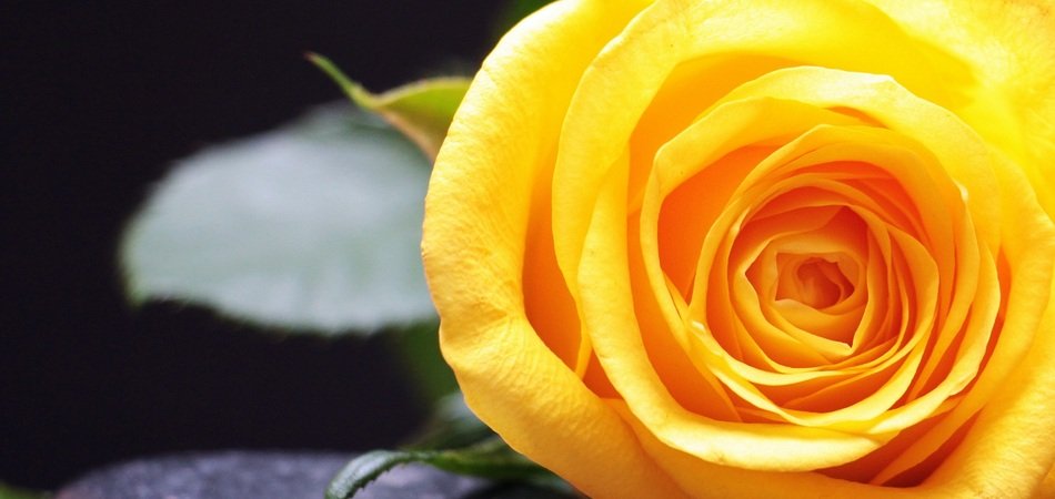 Rose Rose Bloom Flower Blossom
