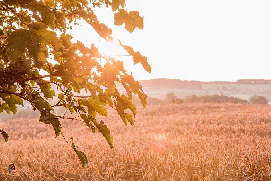 Wallpaper Sunrise Autumn Harvest
