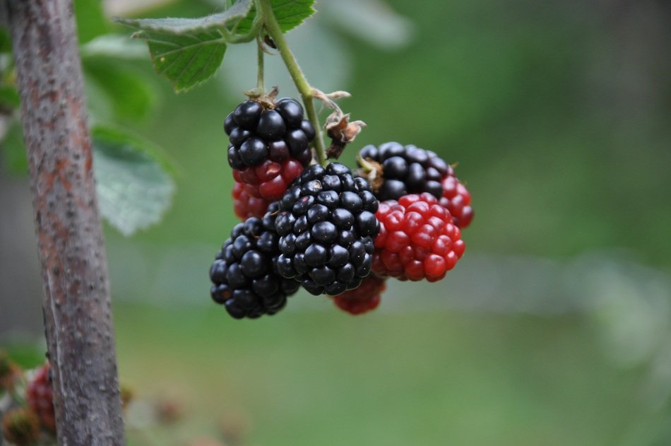Red Black Green Mulberry