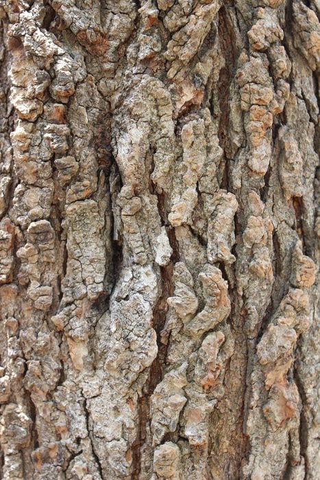 Bark Tree Tree Bark Wood
