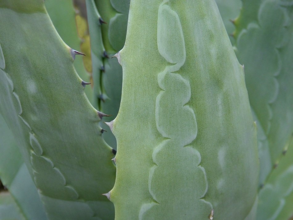 Agave Pita Leaf Texture Detail