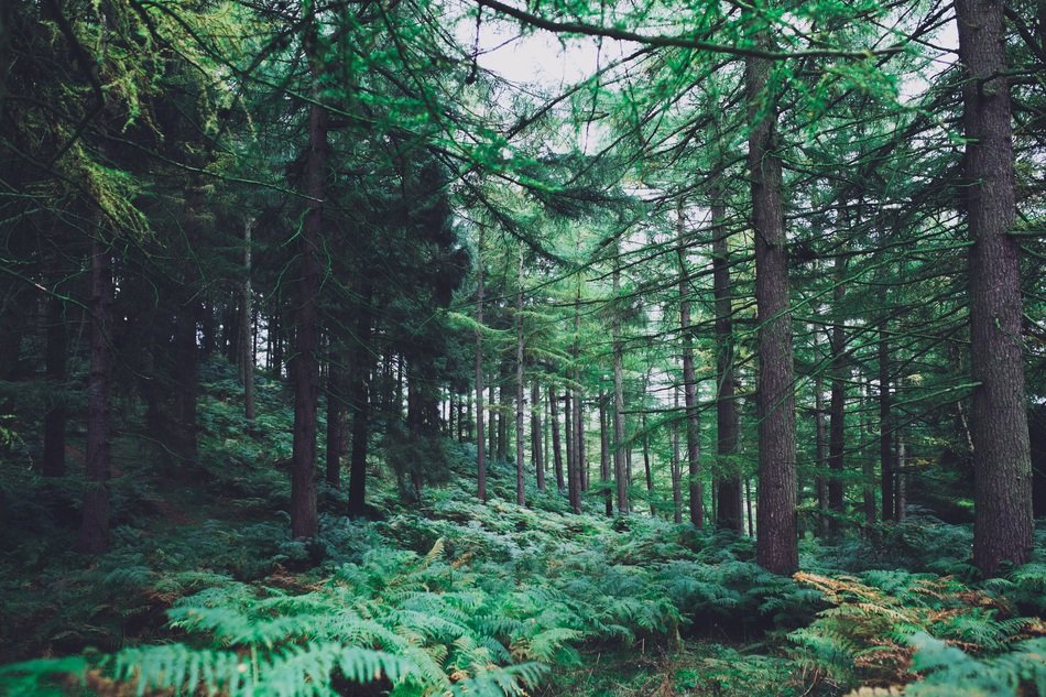 Forest Forest Background Pine