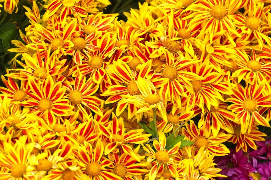Wallpaper Golden Yellow Sunflower