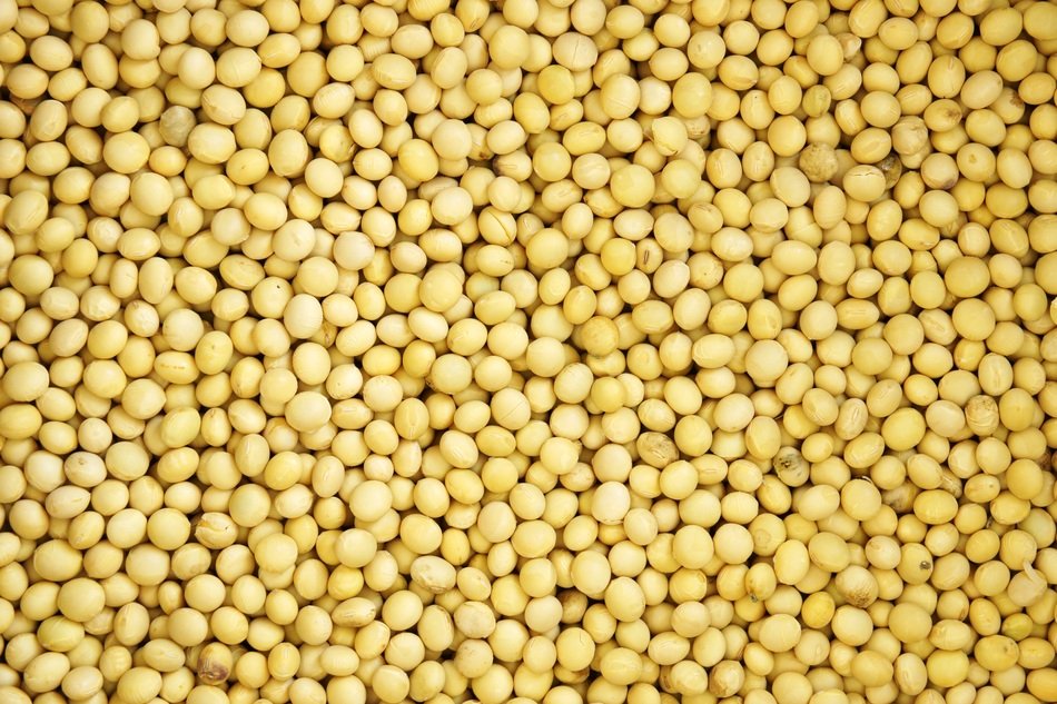 Bean Pattern Texture Nature