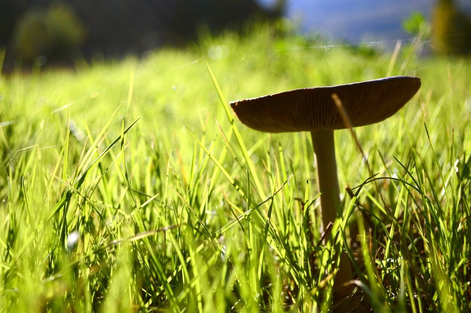 Fungus Green Prato Garden