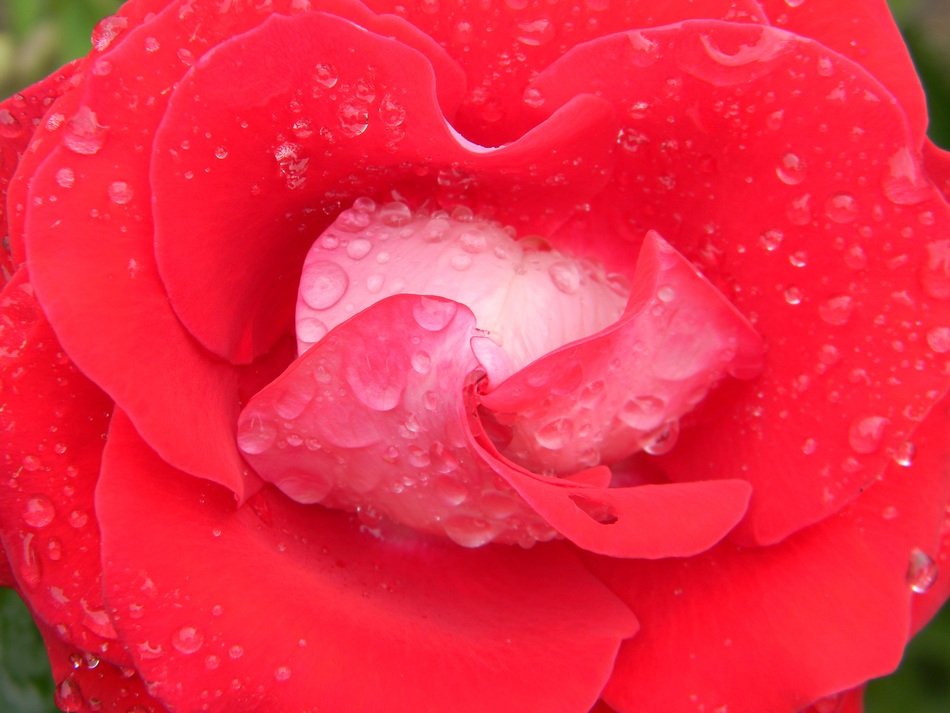 Rosa Water Drop Petals Garden