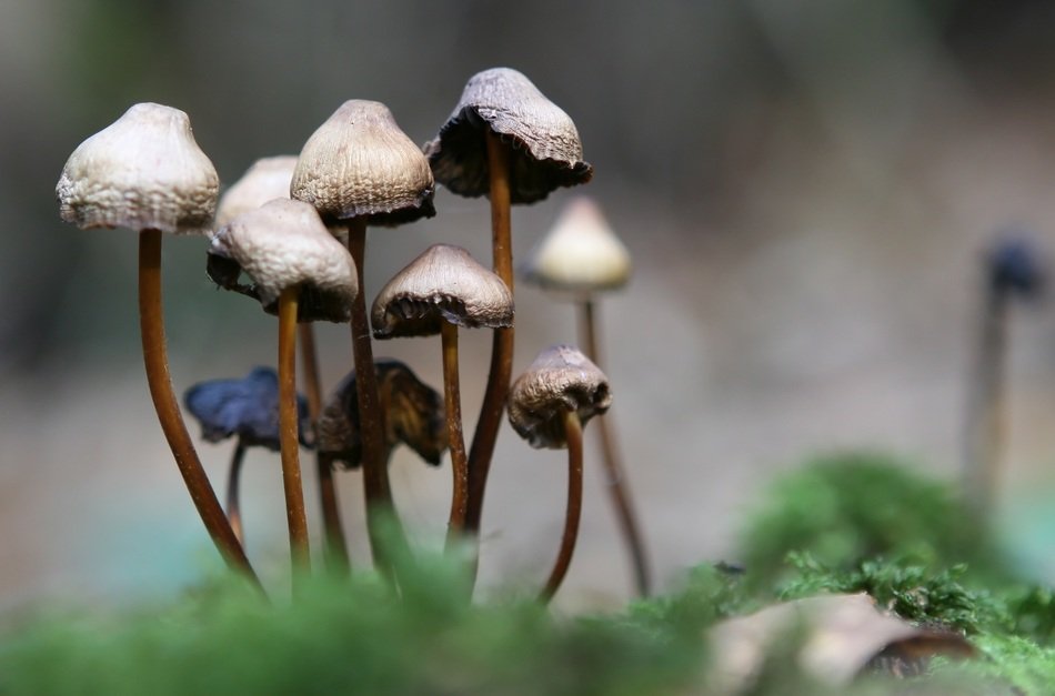 wallpaper with forest fungus