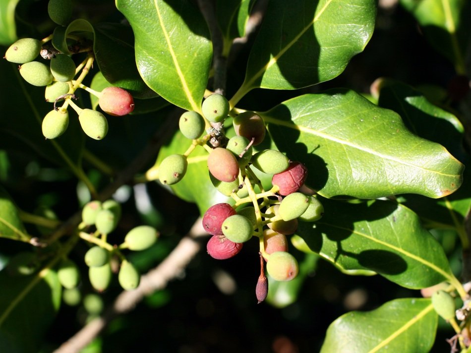 Tree Branches Berries