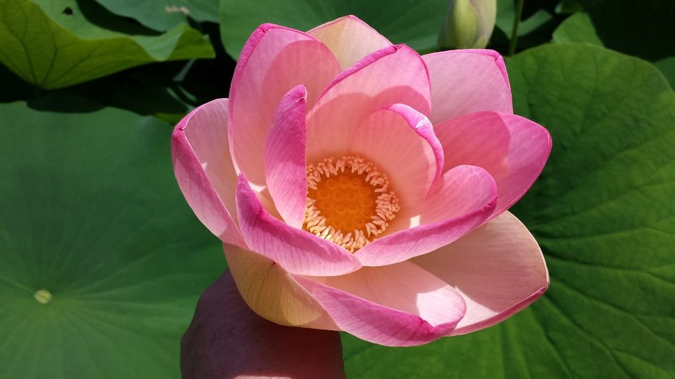 Blossom Bloom Flower Pistil