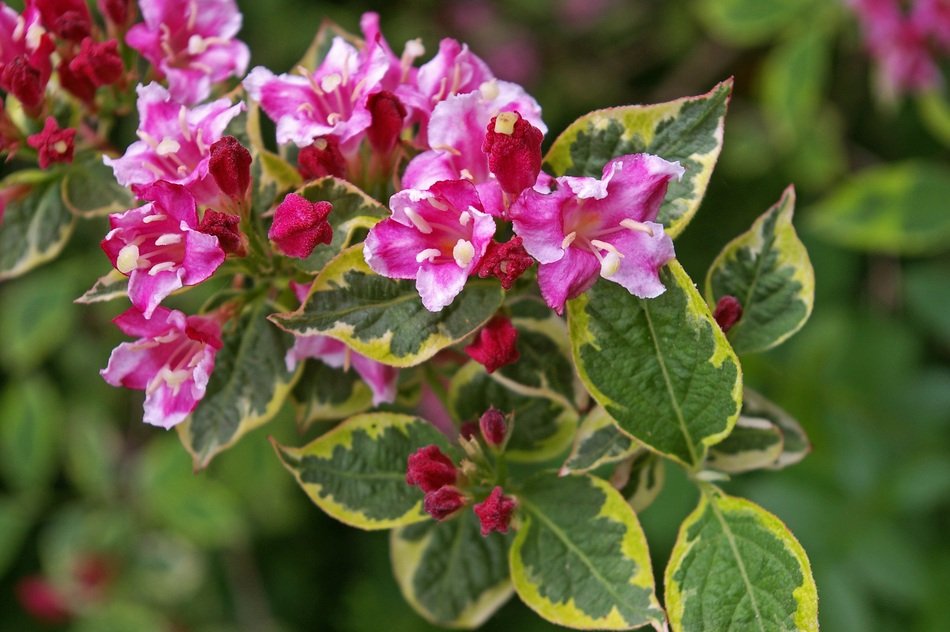 weigela bush Flowe