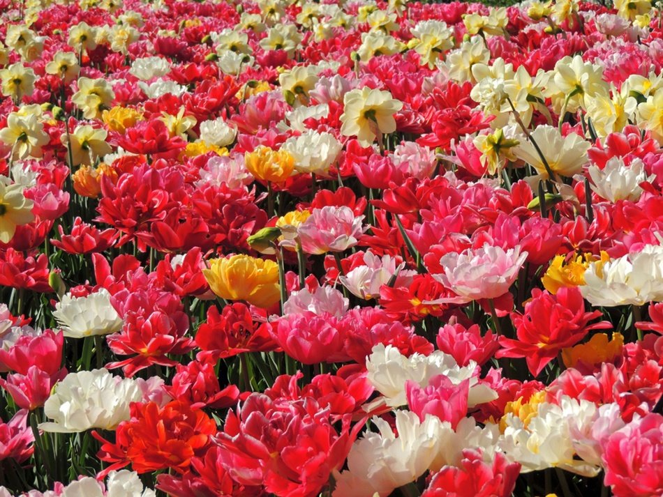 Tulips Tulip Flowers Colorful